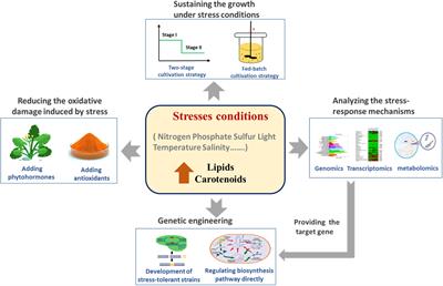 Stresses as First-Line Tools for Enhancing Lipid and Carotenoid Production in Microalgae